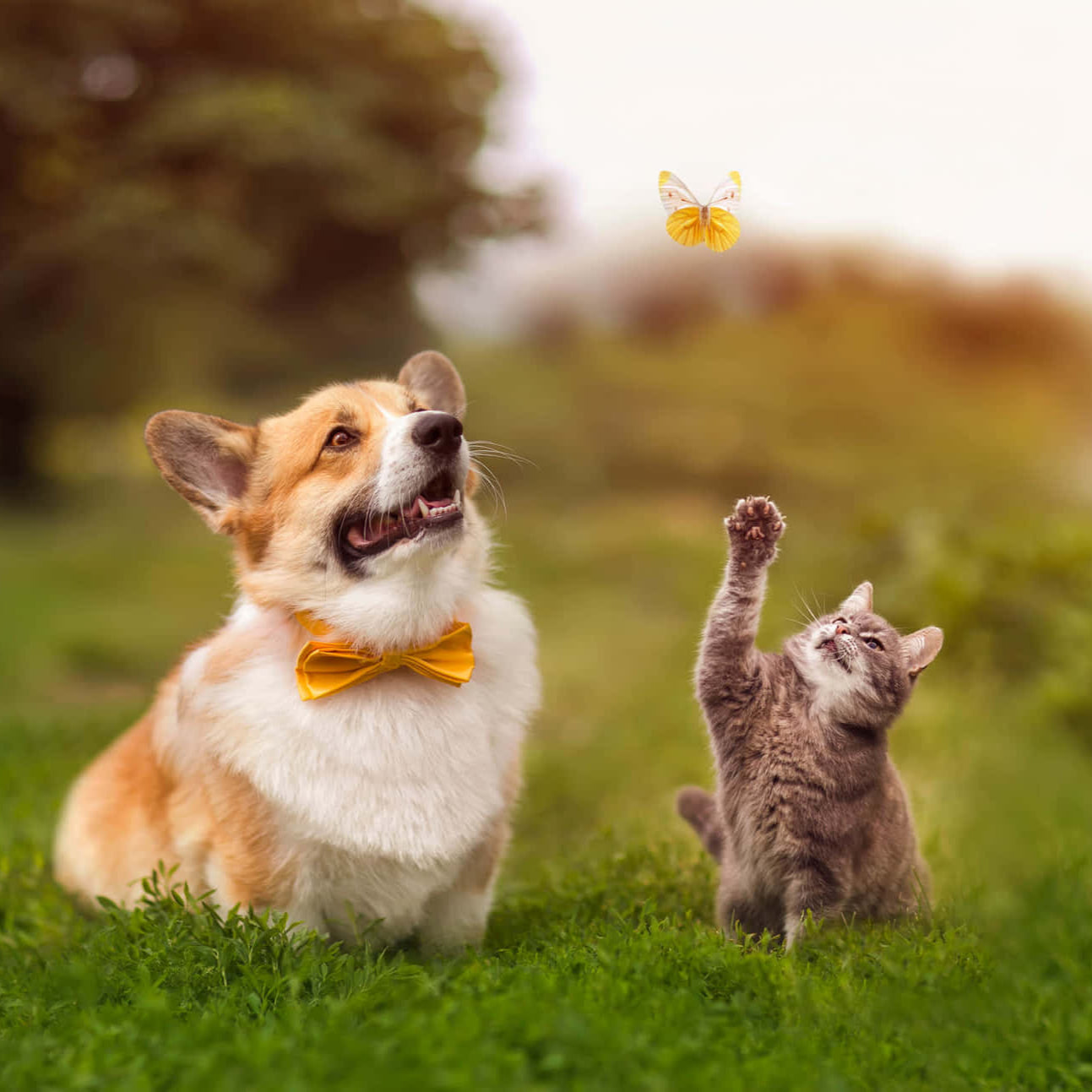 Pet Care
